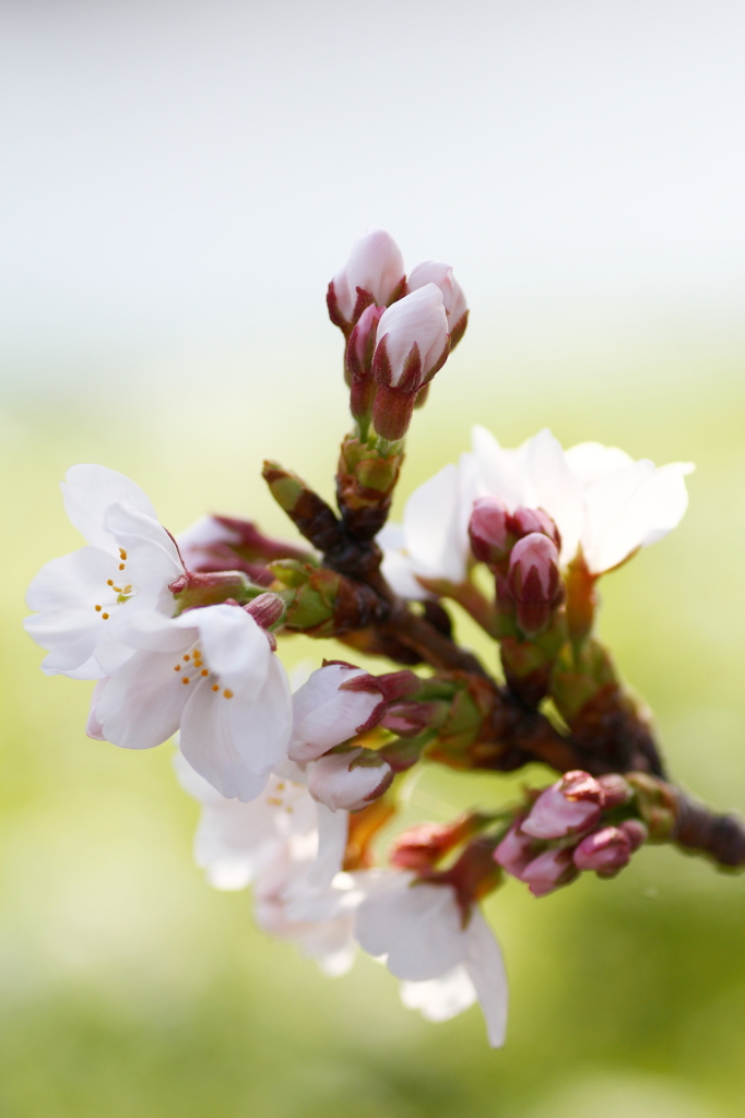 桜のつぼみ