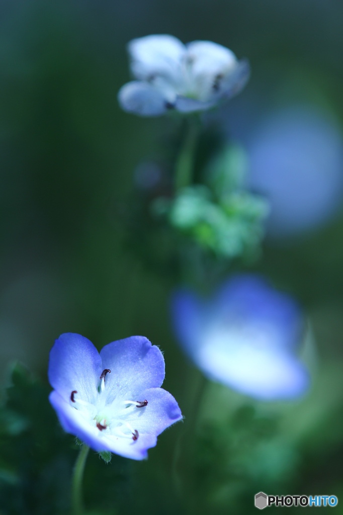 Blue flower.