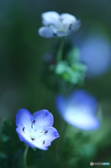 Blue flower.