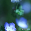 Blue flower.