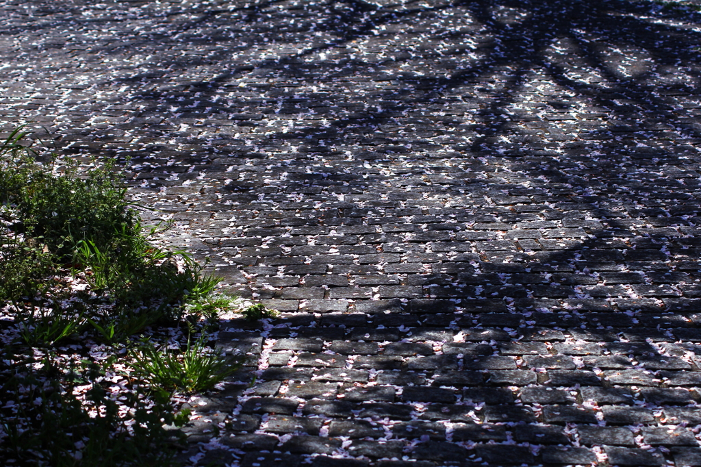 石畳に降る桜