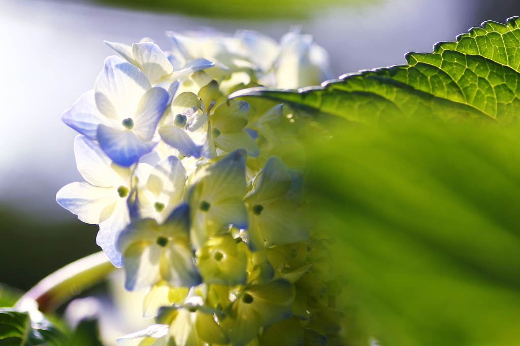 夏の花　～紫陽花