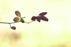 花のない薔薇