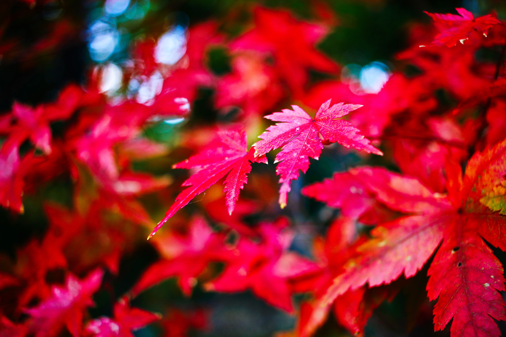 紅葉模様
