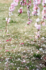 春の花　～枝垂れ花桃