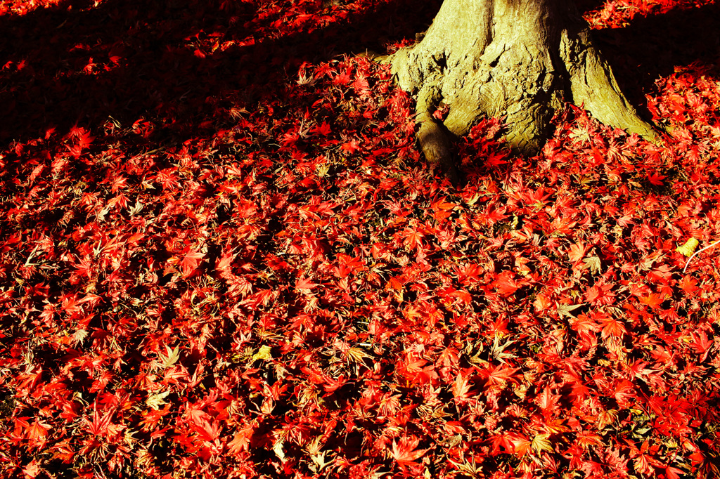 紅の敷物