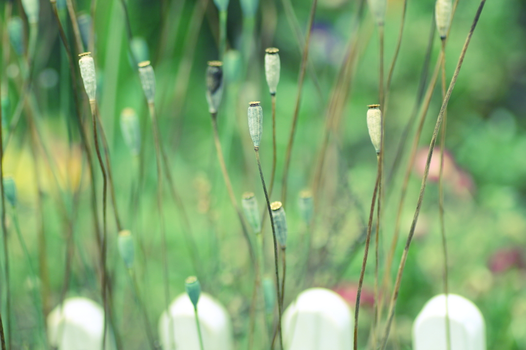 春の花　～ナガミヒナゲシ 