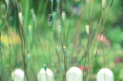 春の花　～ナガミヒナゲシ 