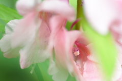 夏の花　～鳳仙花