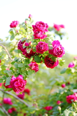 春の花　～薔薇