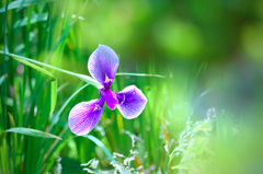 春の花　～菖蒲