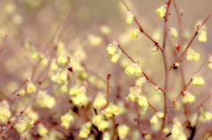 春の花　～元気の黄