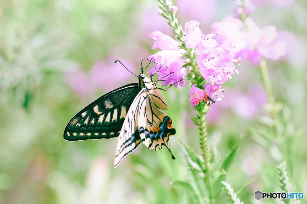 Fairy butterfly.
