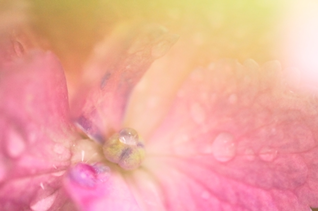 梅雨の花　～あじさい