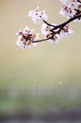 桜時雨～和のれん