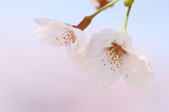 淡麗桜