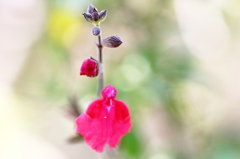 春の花　～チェリーセージ