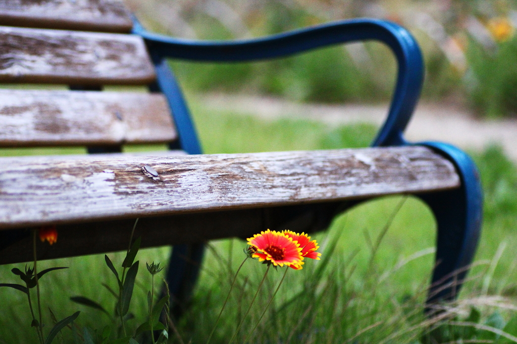 Under a bench.