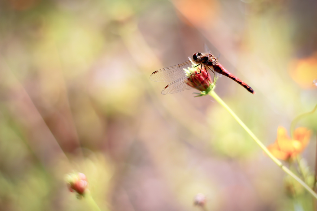 Fancy dragonfly.　~orange