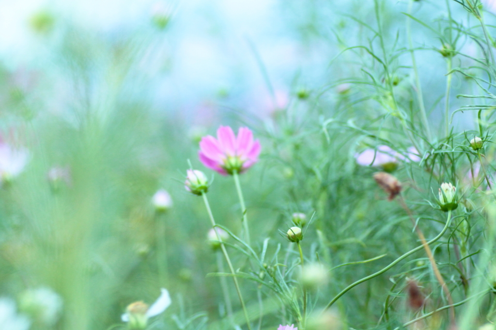 秋の花　～コスモス