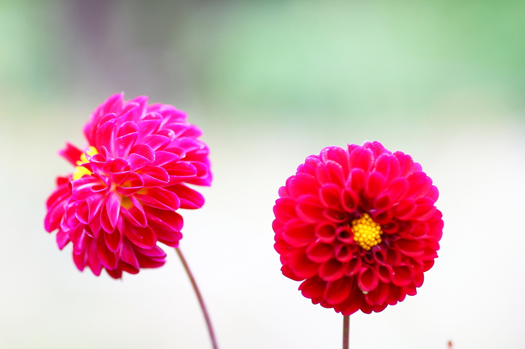 夏の花　～ダリア