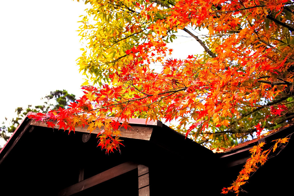 紅葉模様