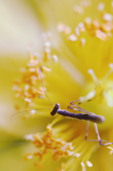 初夏の花　～ヒペリクム・ヒドコート