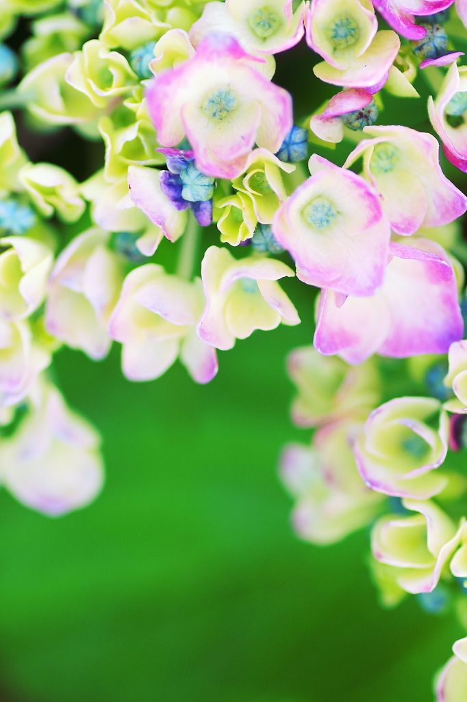 夏の花　～紫陽花