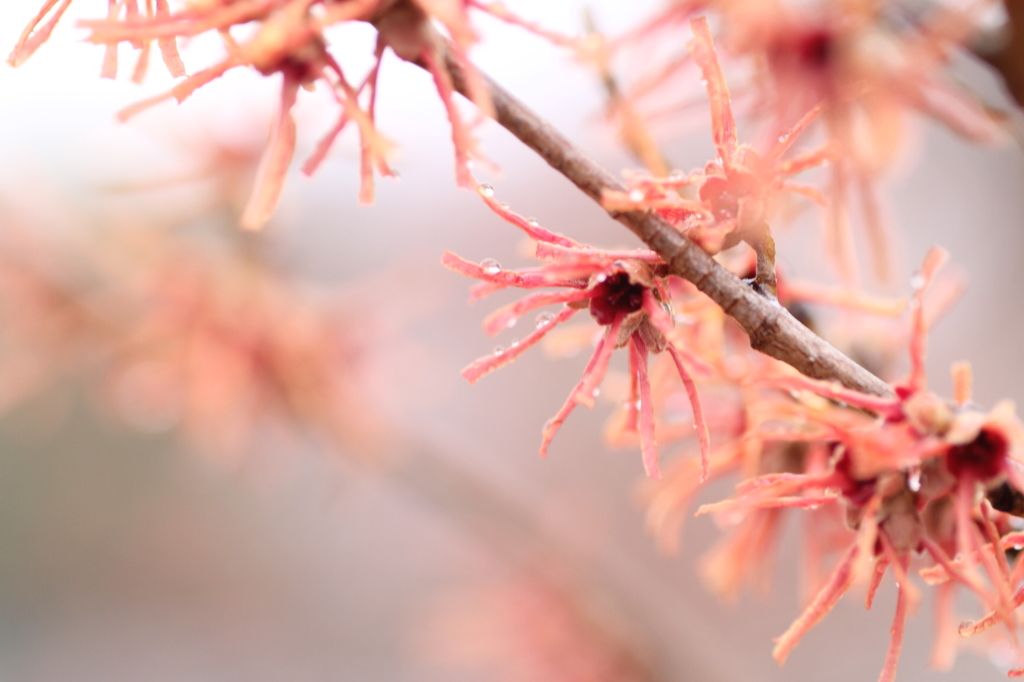 Red essence of the passion.
