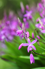 春の花　～紫蘭