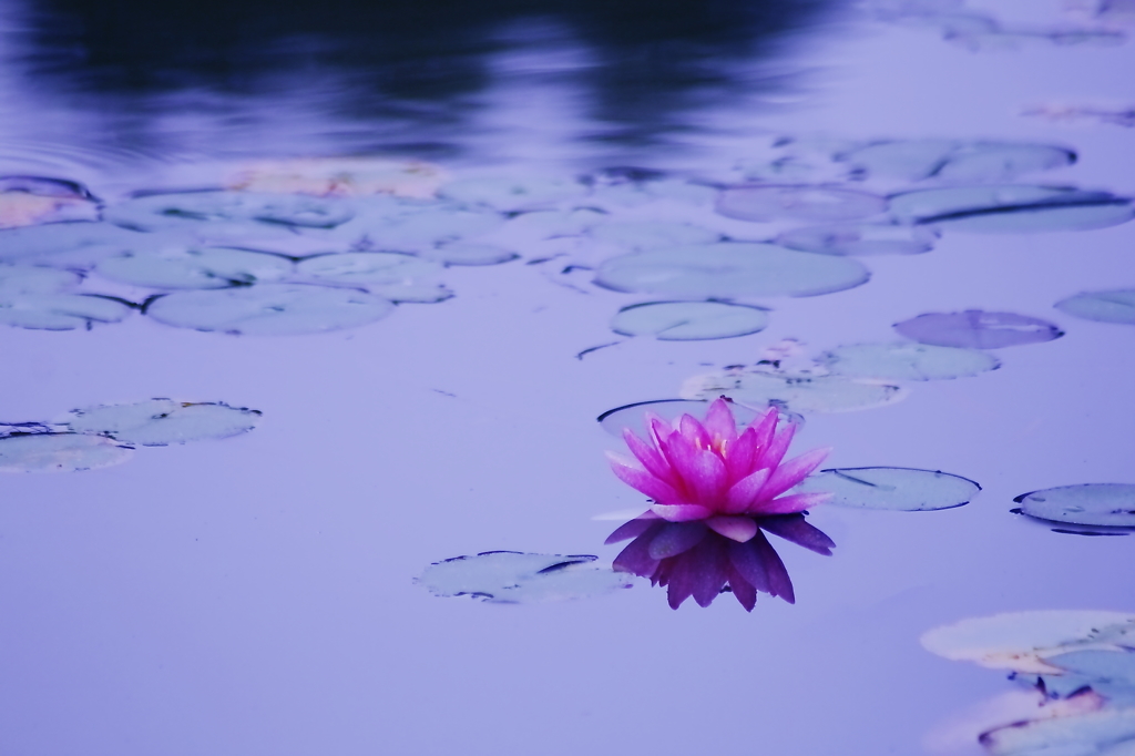 夏の花　～スイレン