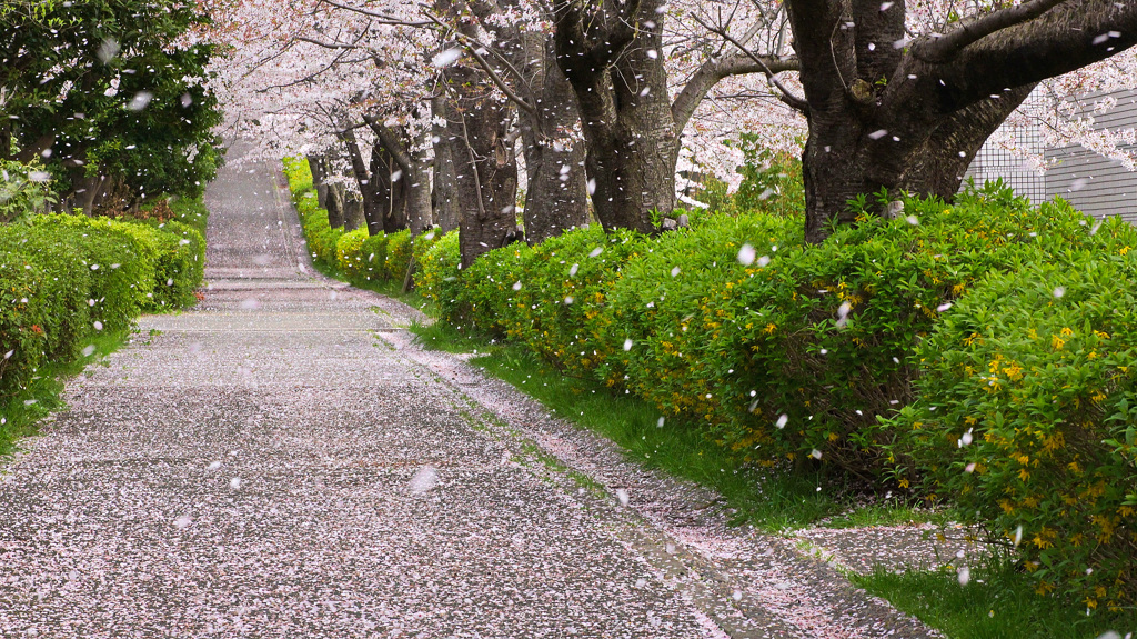 桜舞い