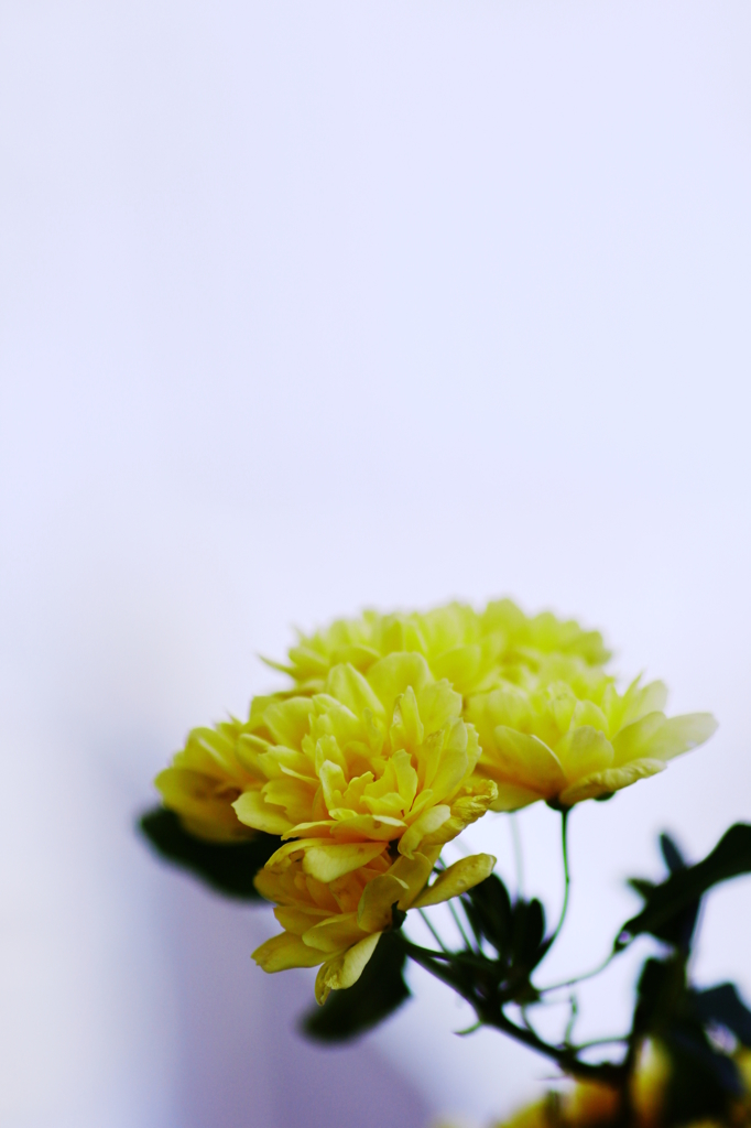 春の花　～薔薇
