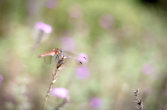 Fancy dragonfly.　~violet