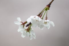 桜時雨～白色