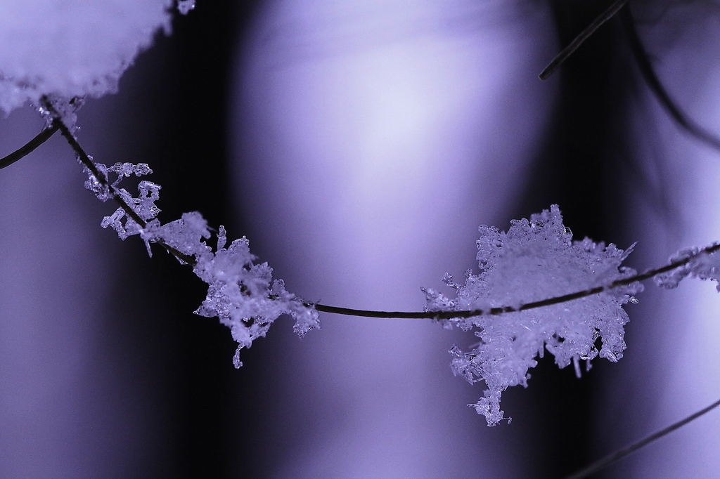 snow's choker