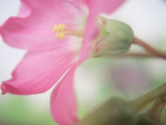 夏の花　～カタバミ