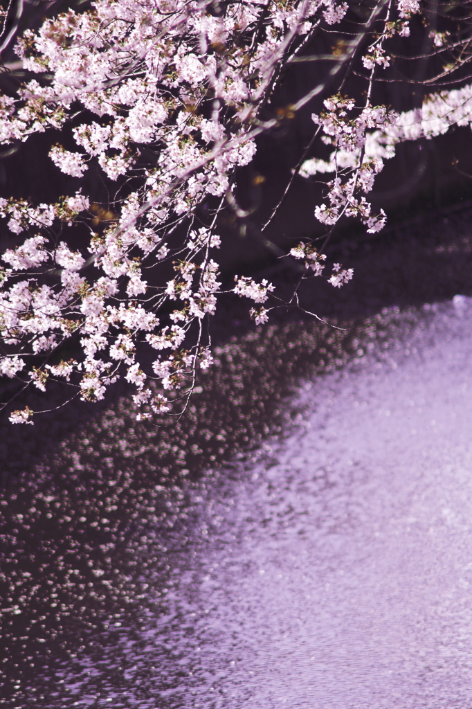 花模様