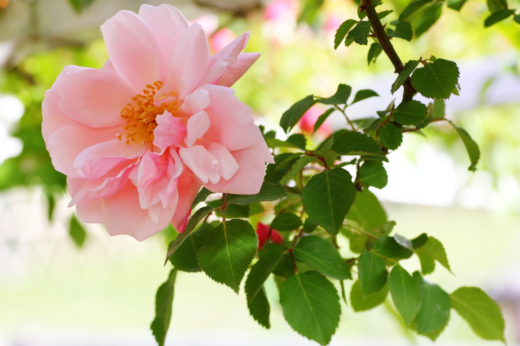 春の花　～薔薇