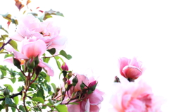 春の花　～薔薇