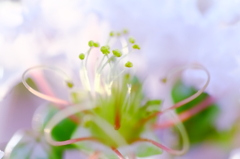 夏の花　～サルスベリ