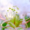 夏の花　～サルスベリ