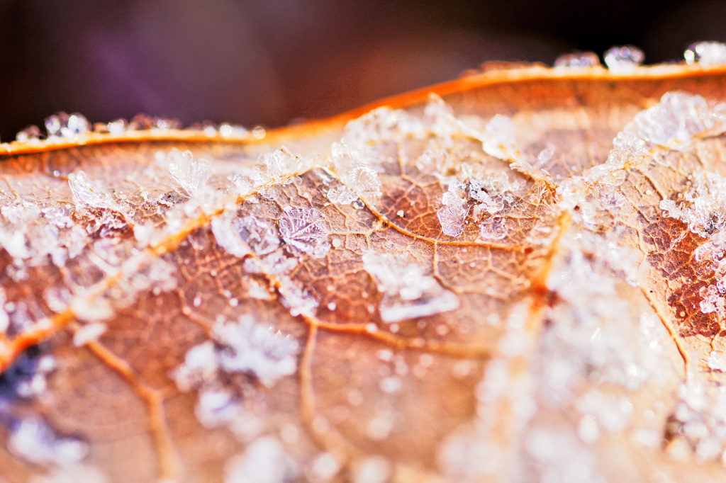 Leaf on the leaf.