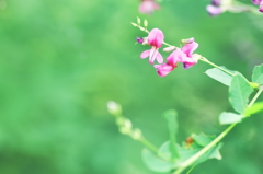 夏の花　～ヤマハギ