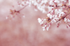 桜はなび