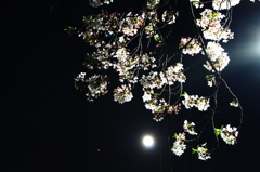 桜・月・火星トリオ