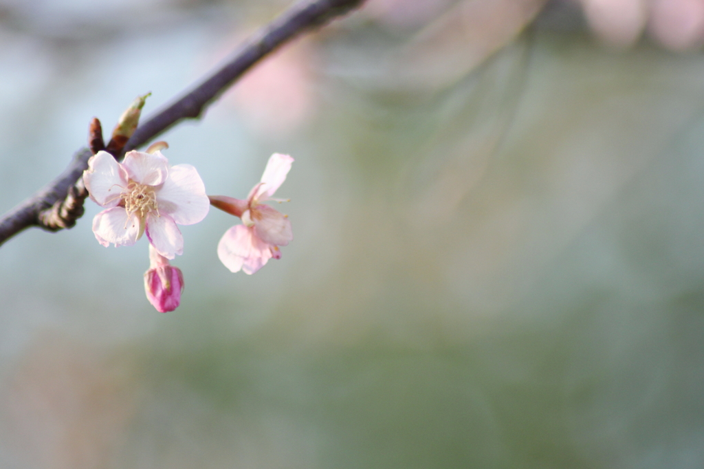 桜*咲く