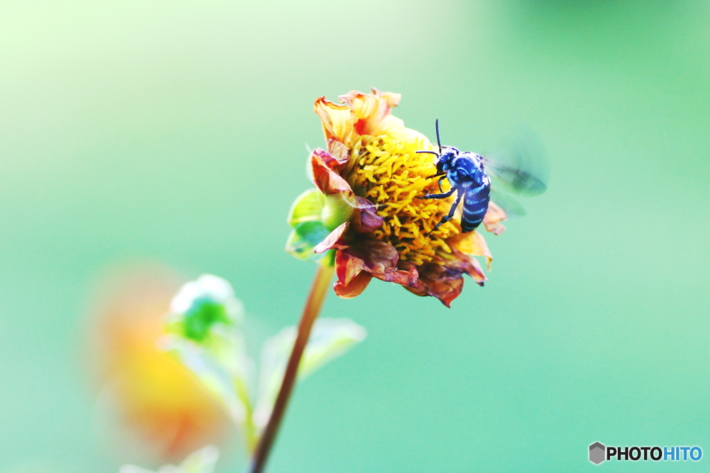 Blue bee.