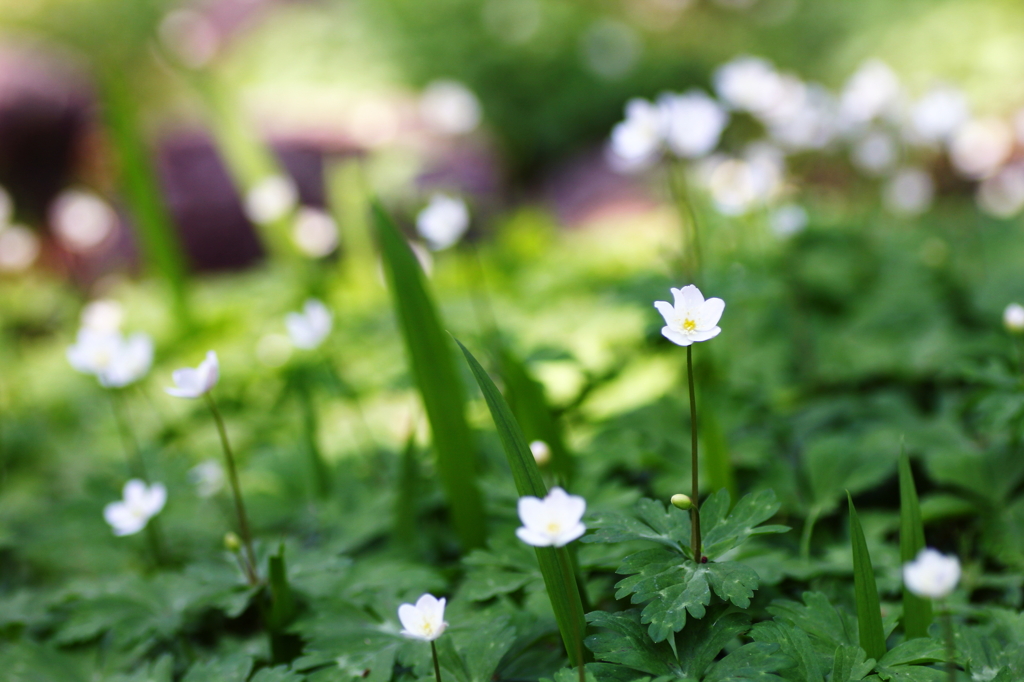 森の花_ニリンソウ