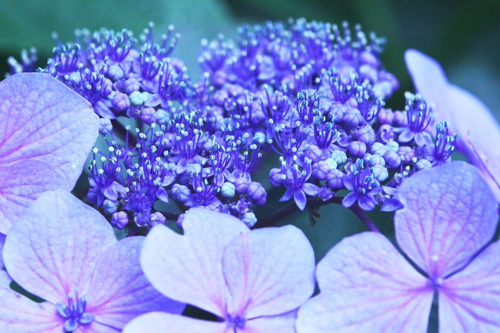 梅雨の花　～ガクアジサイ　蒼